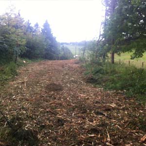 Woodsman Tree Care - Bristol/Bath based tree surgeons