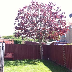 Woodsman Tree Care - Bristol/Bath based tree surgeons