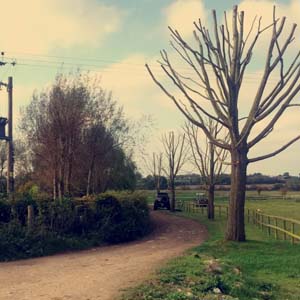 Woodsman Tree Care - Bristol/Bath based tree surgeons