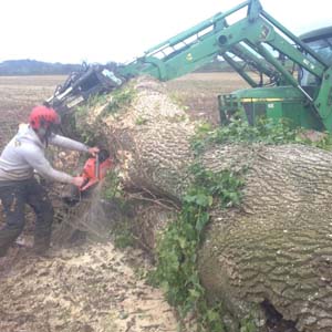Woodsman Tree Care - Bristol/Bath based tree surgeons