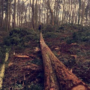 Woodsman Tree Care - Bristol/Bath based tree surgeons