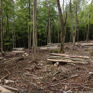 Woodsman Tree Care - Bristol/Bath based tree surgeons